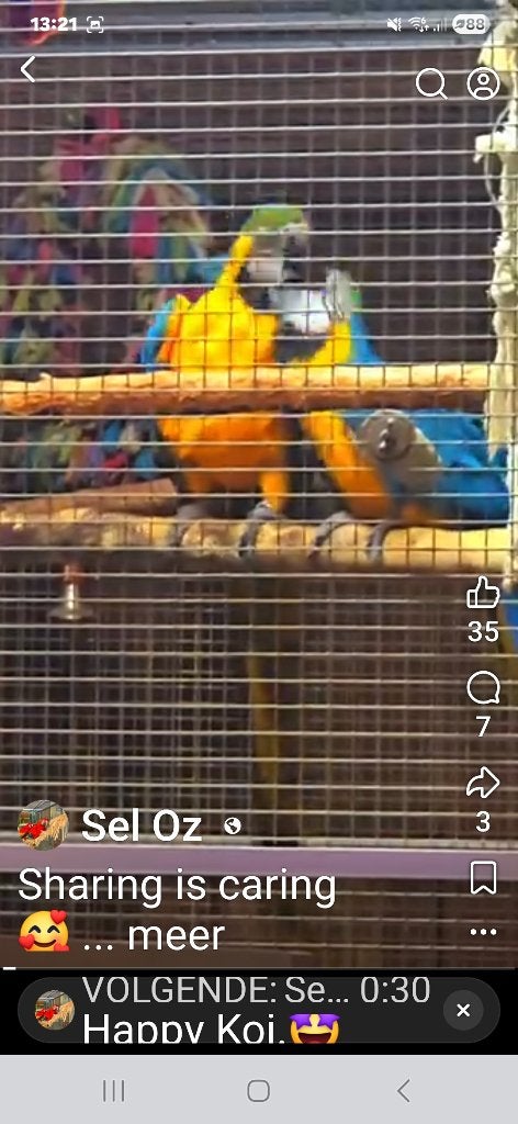Bewezen koppel Blauwgele Ara . Te koop of te ruil, Meerdere dieren, Papegaai, Pratend