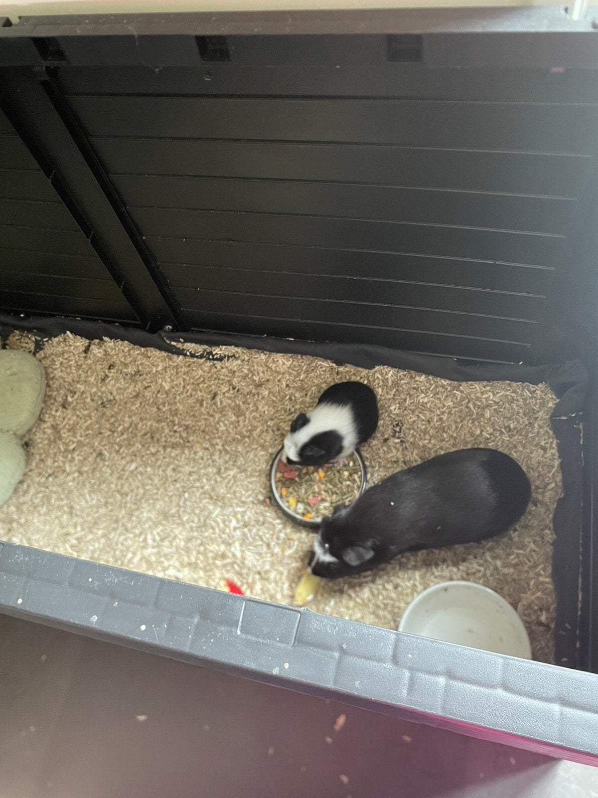 Cavia mannetjes, September, Mannelijk, Cavia
