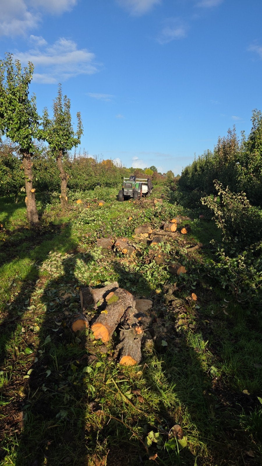 Vers perenhout om zelf te kloven, 6 m³ of meer, Ophalen, Overige houtsoorten, Stammen