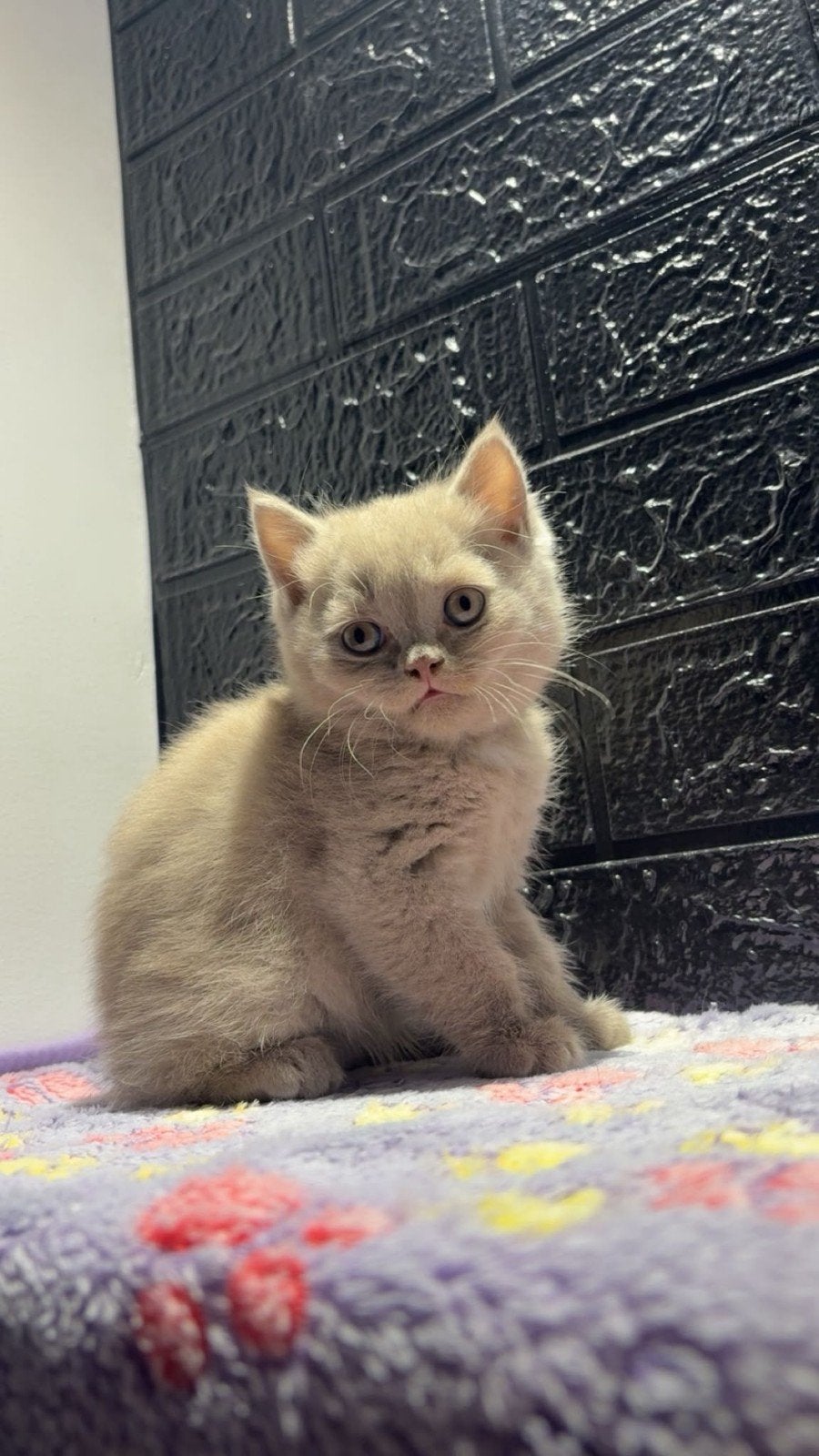 Britsekorthaar kittens, Dieren en Toebehoren, Kater, Ontwormd, 0 tot 2 jaar