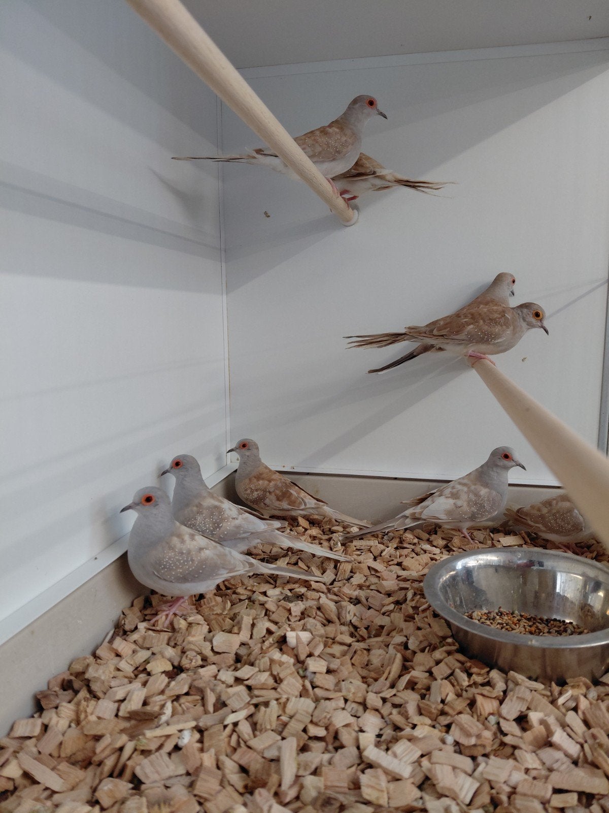 diamantduifjes in div kleuren, Dieren en Toebehoren, Meerdere dieren