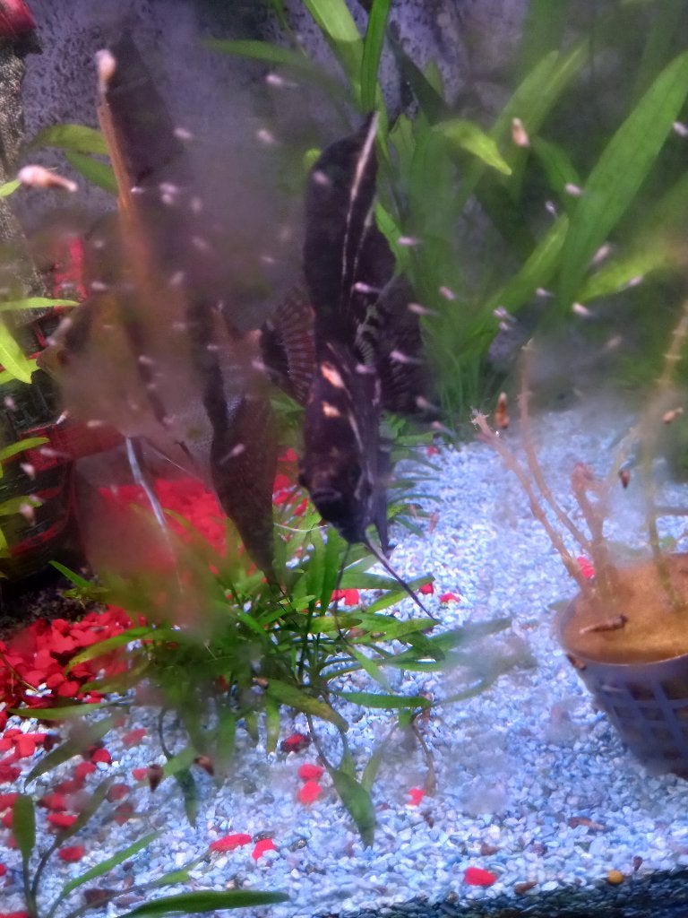 Maanvis, Vis, Zoetwatervis, Schoolvis