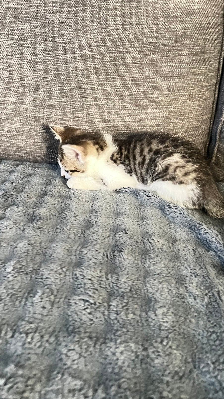 8 weken oude kitten