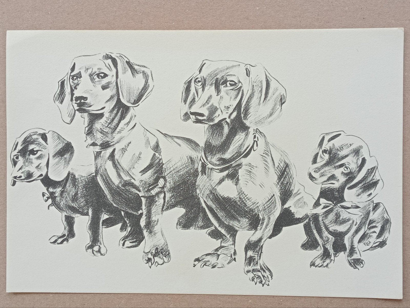prent met teckels hondjes, Ophalen of Verzenden, 1940 tot 1960, Gebruikt