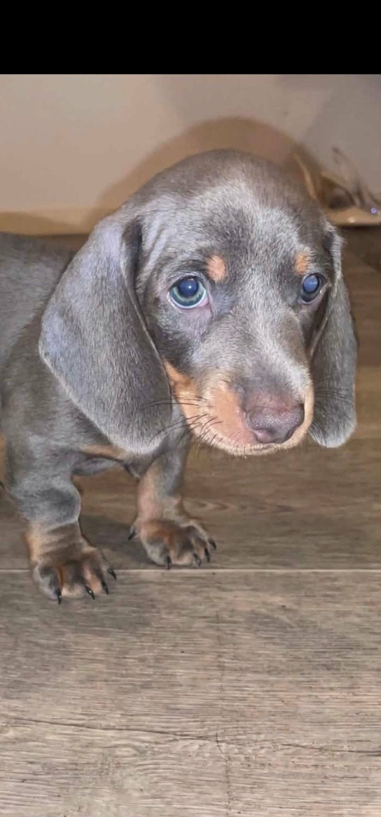 korthaire miniatuur dwergteckelpups allemaal blaue ouge, Dieren en Toebehoren, Honden | Teckels en Dashonden, 8 tot 15 weken, Korthaar