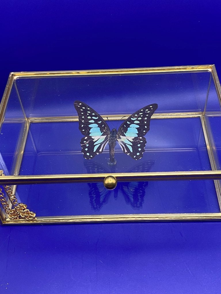 vlinder graphium Doson in vitrine, Ophalen, Nieuw, Insect, Opgezet dier