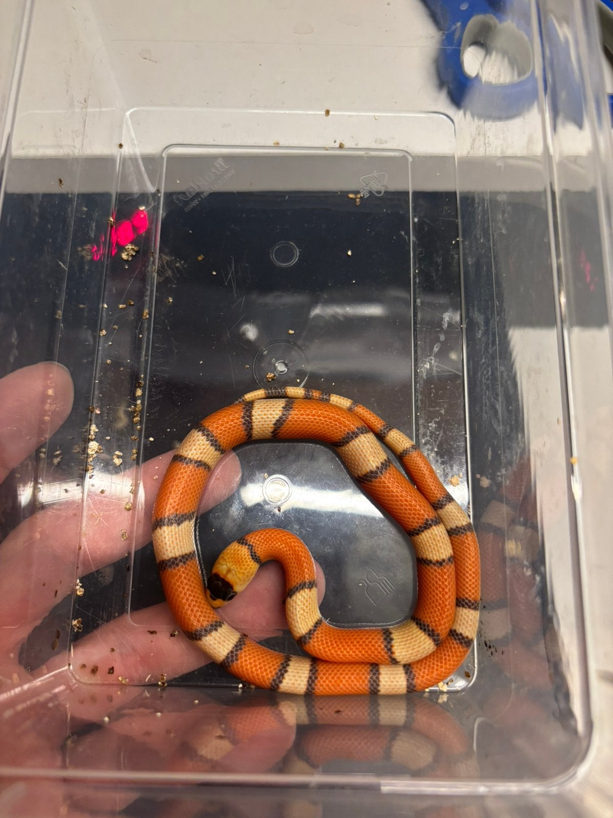 Trio bewezen lampropeltis hondurensis Kingsnake photo 5