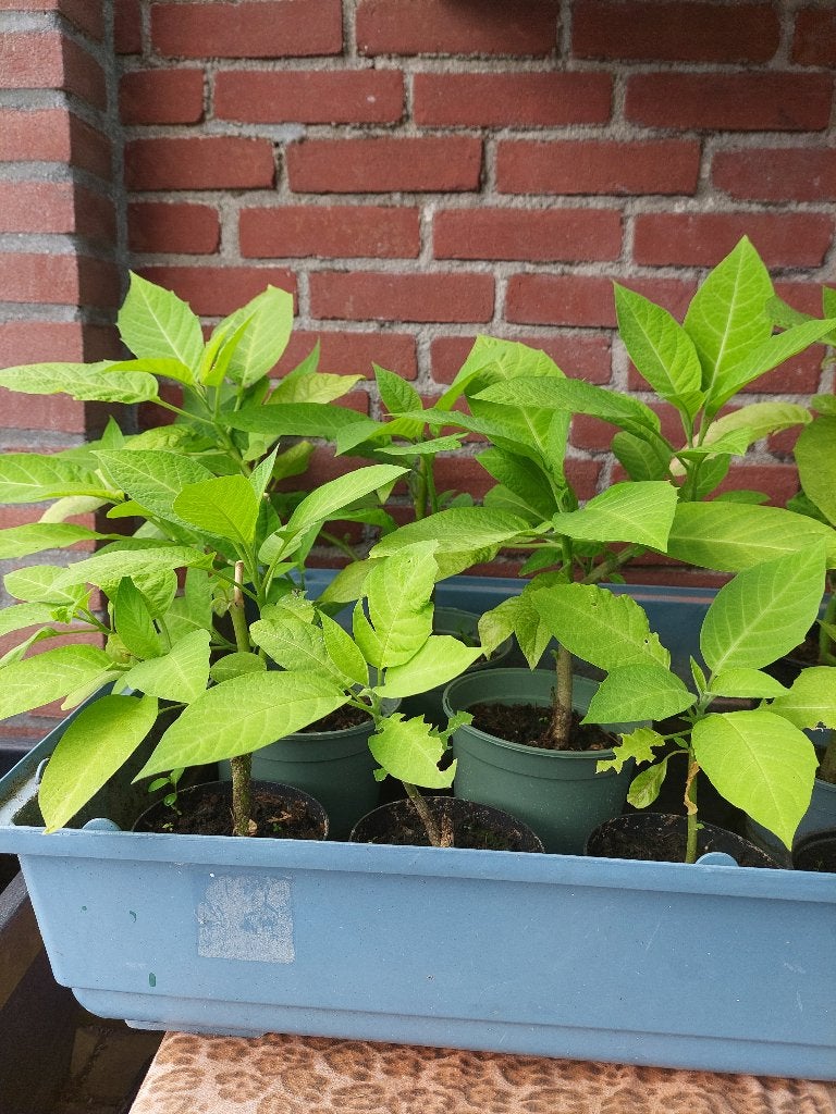 Brugmansia stekken, Vaste plant, Halfschaduw, Zomer, Ophalen