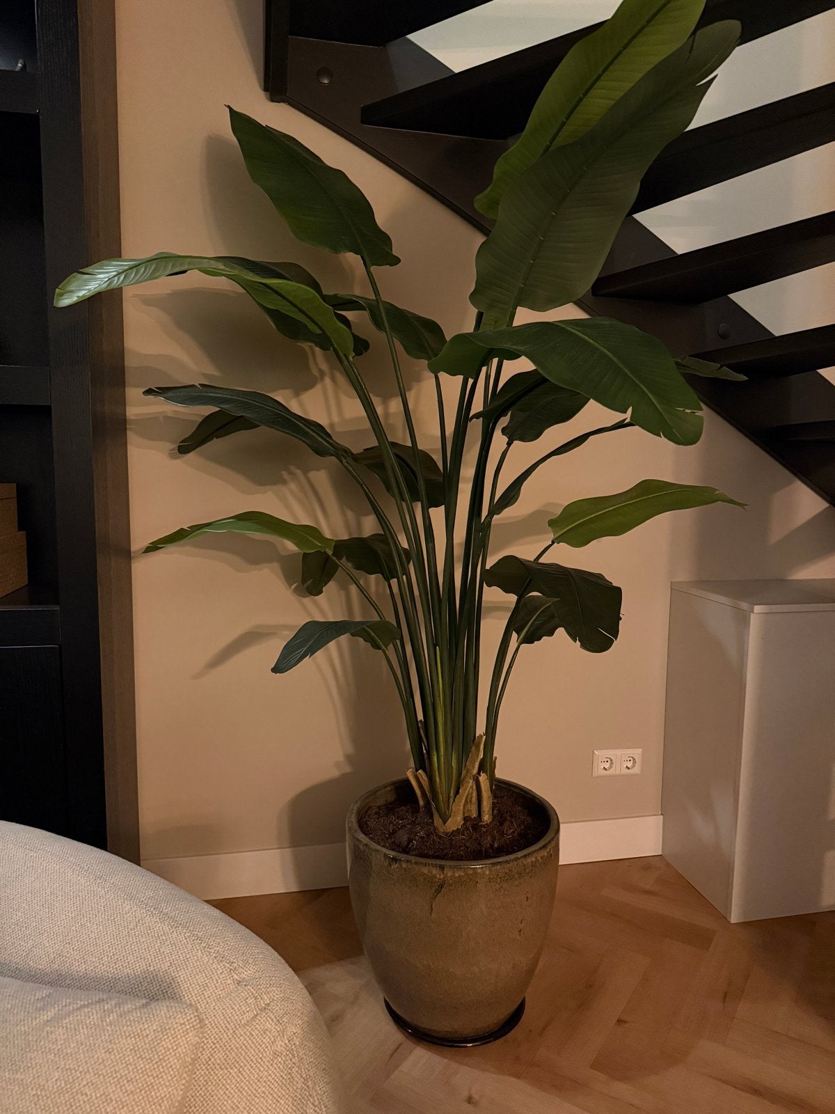 XL Kunst Strelitzia Nicolai, inclusief pot, Ophalen, Volledige schaduw, Overige soorten, In pot