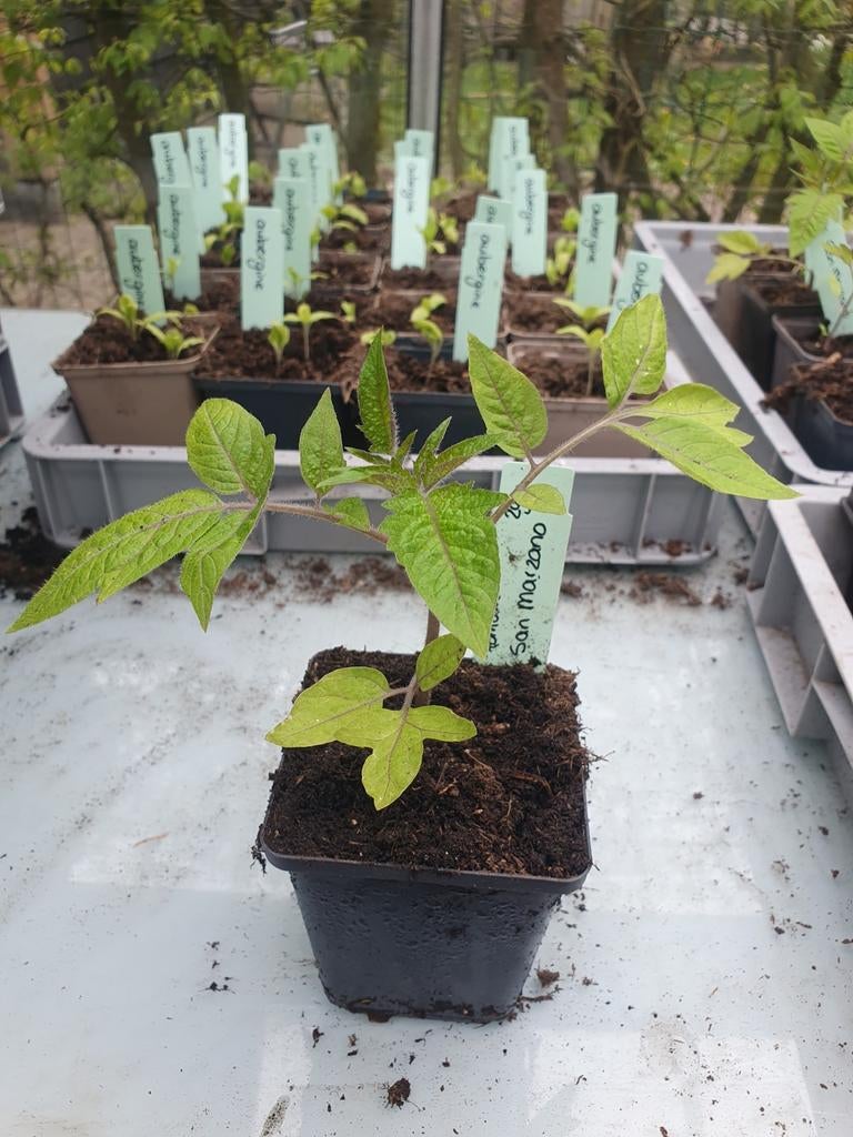 Tomaten planten, Ophalen, Eenjarig, Groenteplanten, Volle zon