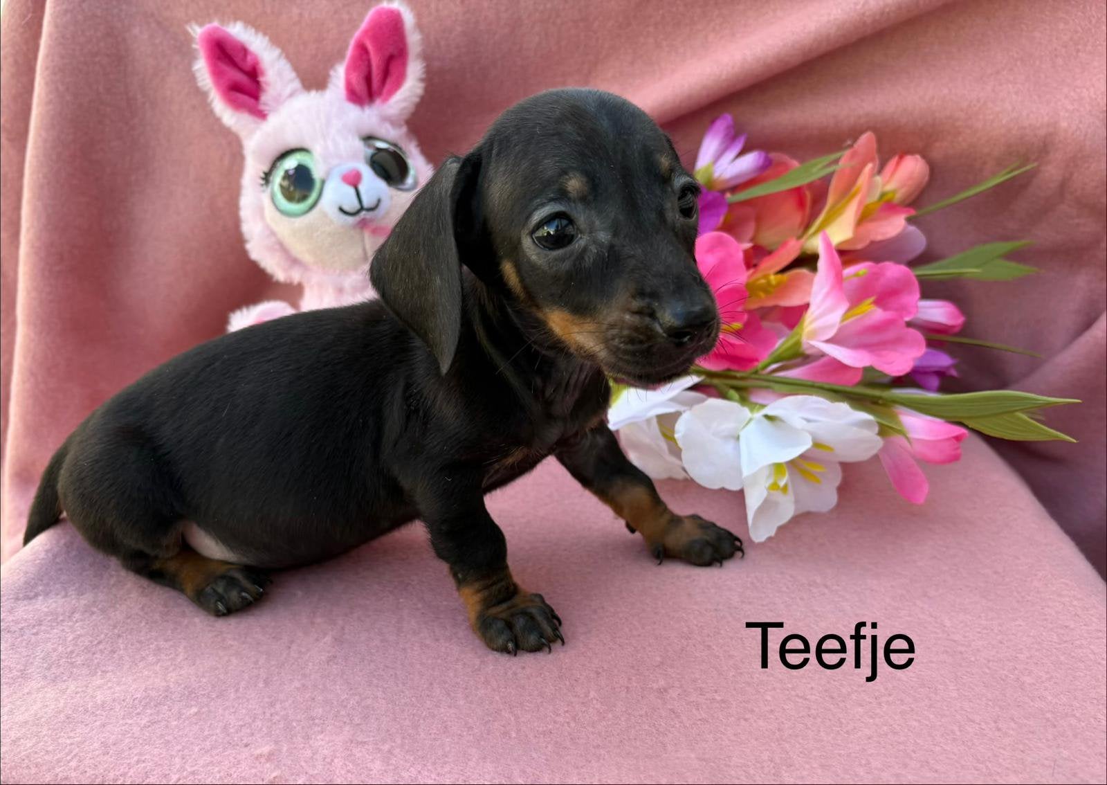 Dwerg teckel puppy’s, Dieren en Toebehoren, Honden | Teckels en Dashonden, Parvo, 8 tot 15 weken, Korthaar, Dwerg