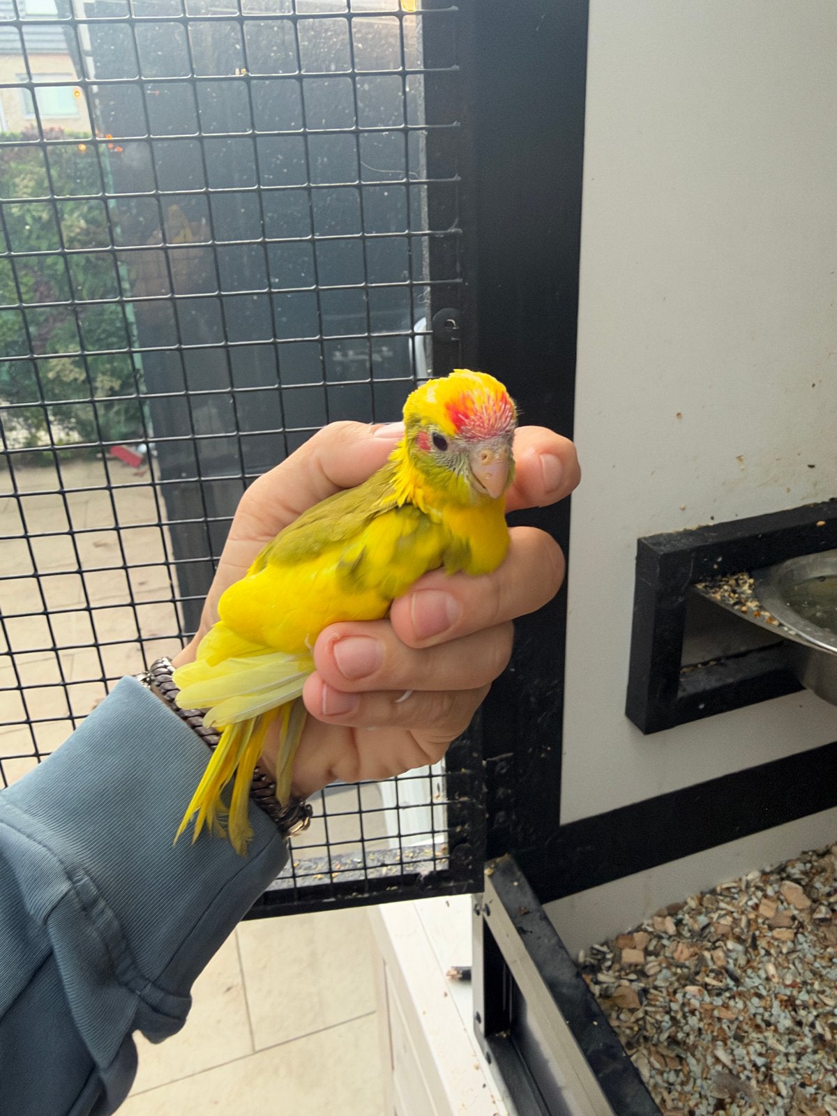 Kakariki mannen, Dieren en Toebehoren