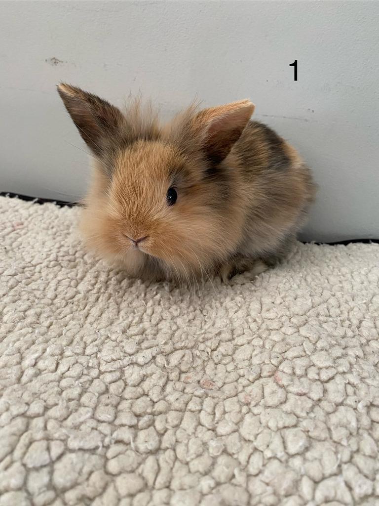2 lieve baby konijntjes te koop, Dieren en Toebehoren, Mannelijk, Dwerg, 0 tot 2 jaar