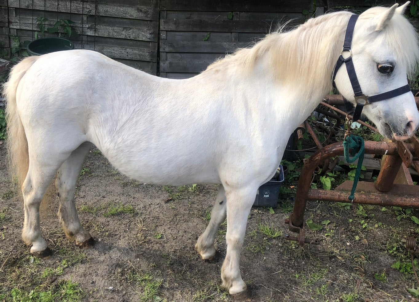 Tekoop Welsh a pony merrie