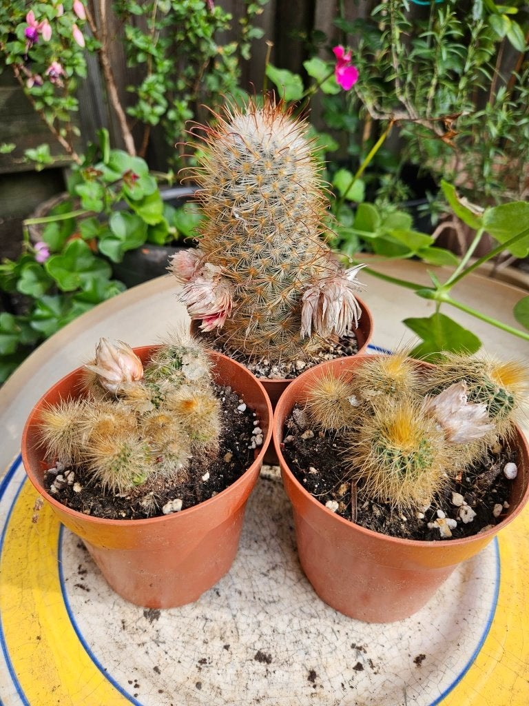 3 cactus Mammillaria, Ophalen, Minder dan 100 cm, Bloeiende kamerplant, Volle zon