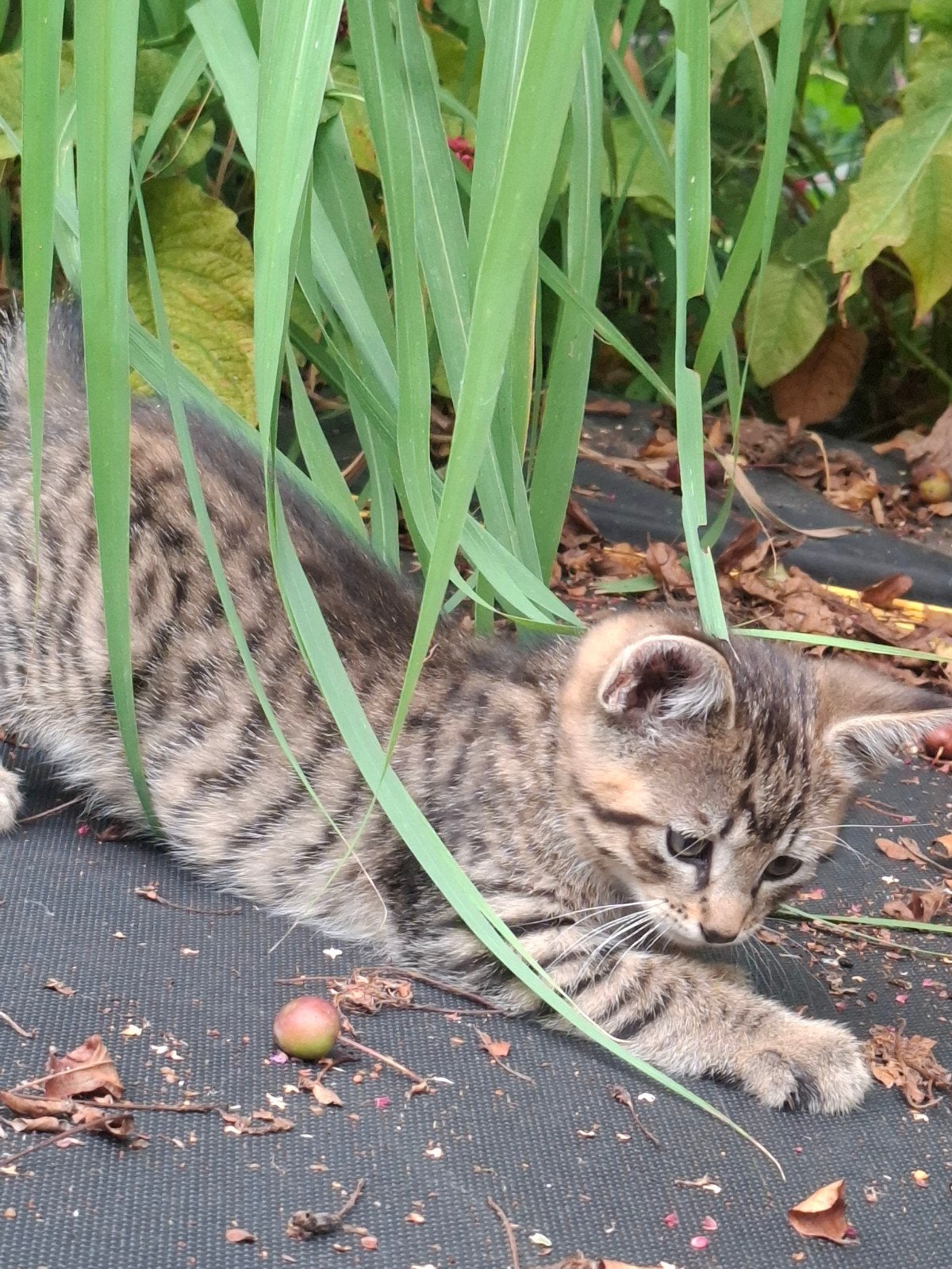 Mooie en superlieve tijger kitten kater, Kater