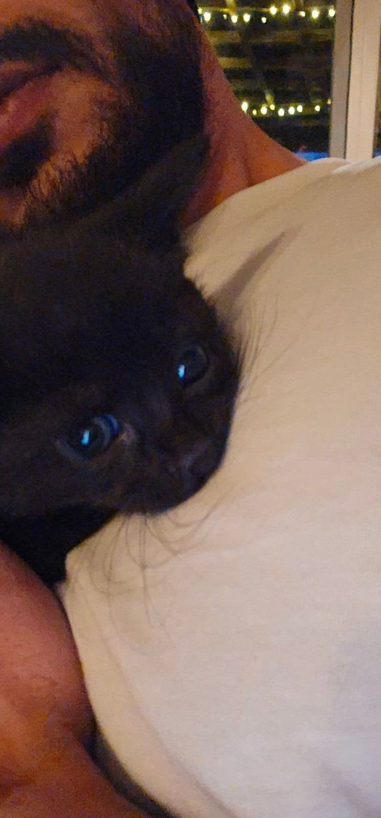 kittens