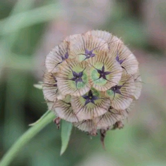 Zaden Duifkruid - Scabiosa Stellata 'drumsticks', Tuin en Terras, Verzenden, Volle zon