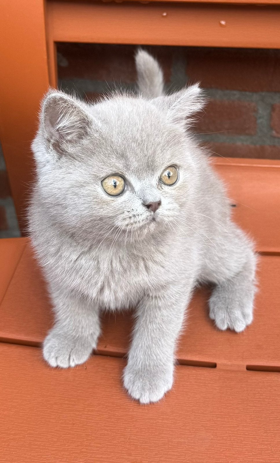 Britse korthar kitten katertje, Kater, Ontwormd