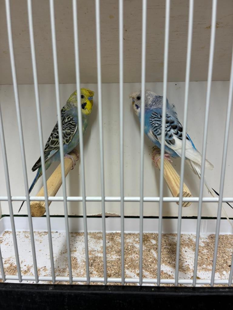 Grasparkieten hagoromo/split hagoromo, Dieren en Toebehoren, Vogels | Kanaries, Meerdere dieren, Kleurkanarie