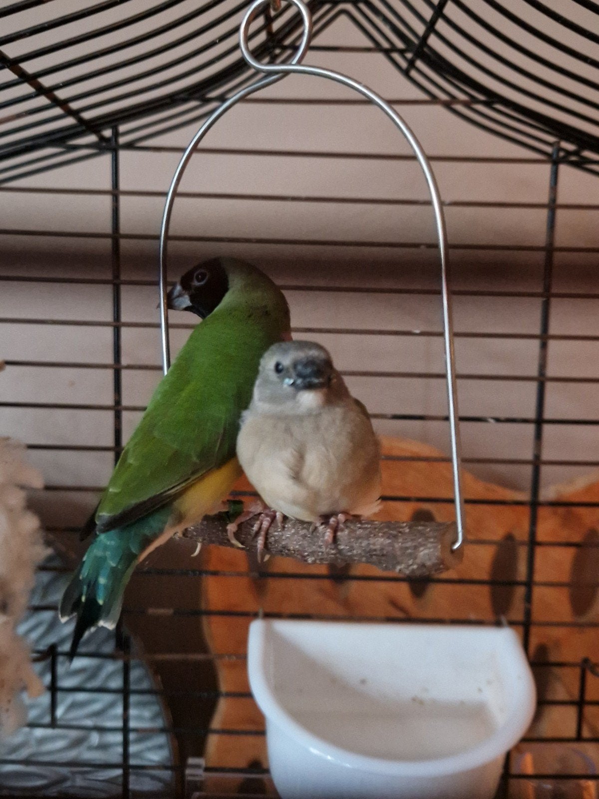 gouldamadines,  babies, Meerdere dieren, Tropenvogel