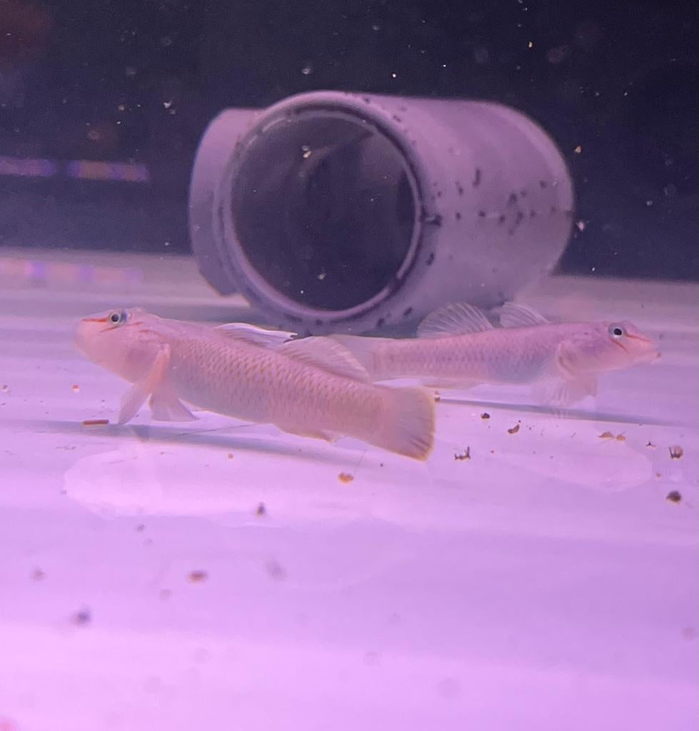 Rhinogobius candidianus grondel, Vis