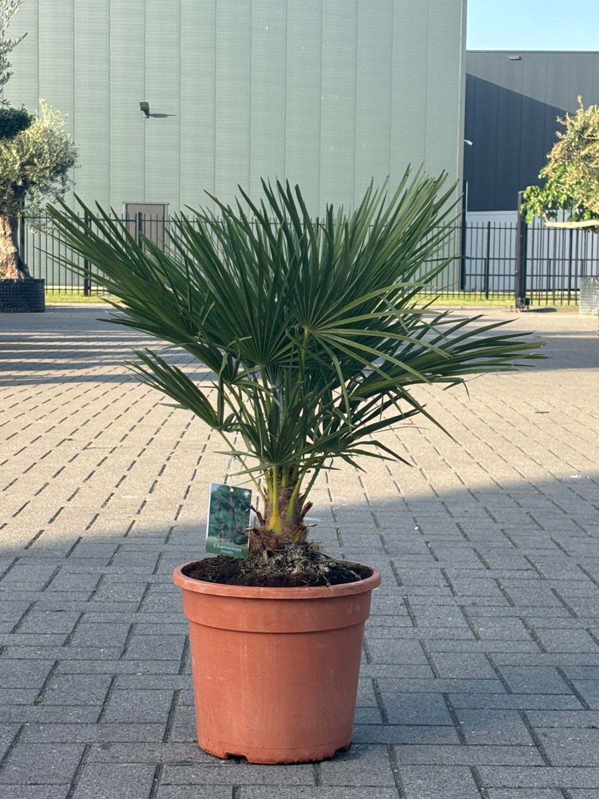 Chamaerops humilis / Europese dwergpalm, Tuin en Terras, Minder dan 100 cm, Palmboom, Ophalen, Volle zon