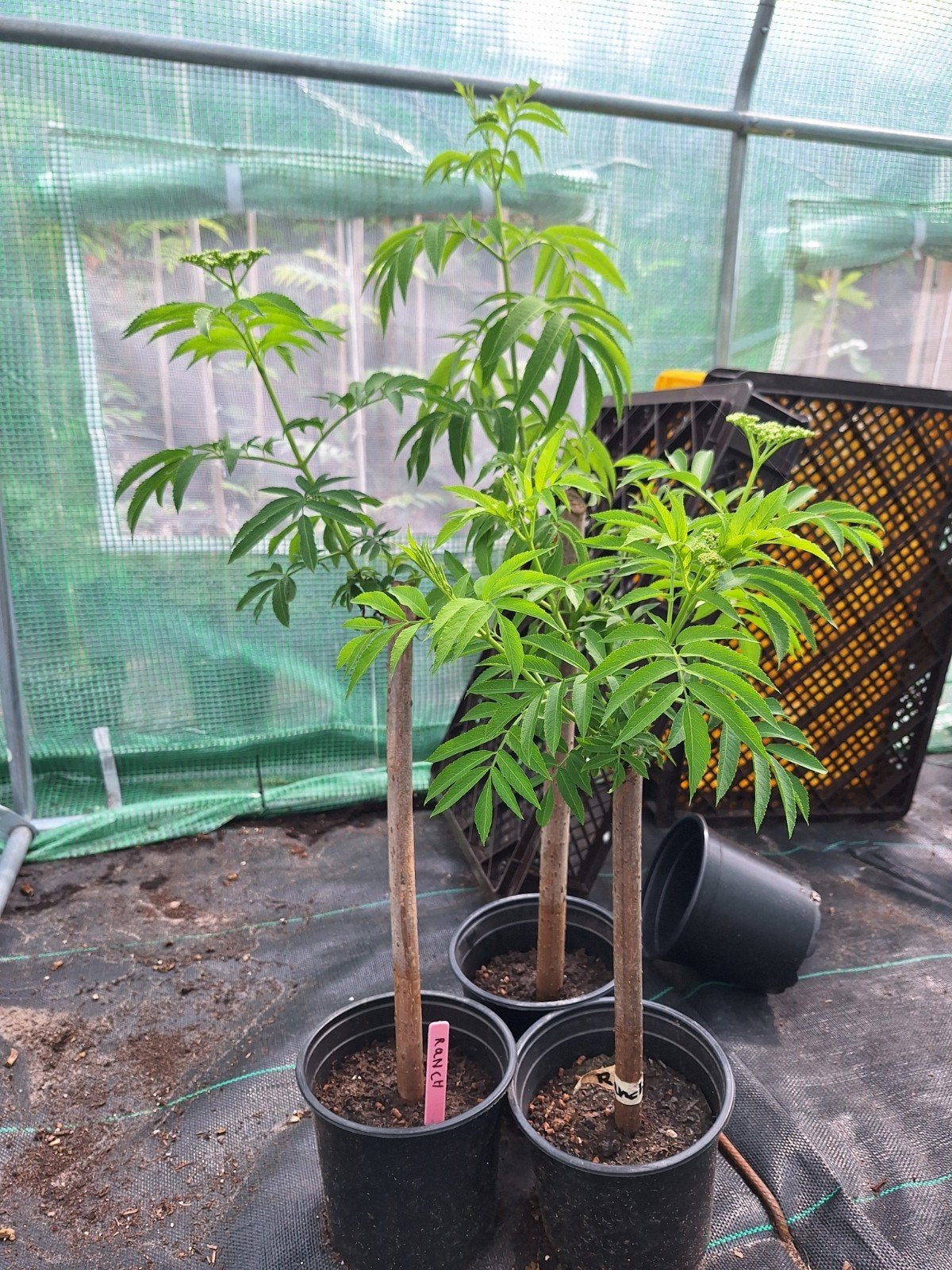Nog 1 Sambucus ranch, vlier, Tuin en Terras, Planten | Bomen, Overige soorten, 100 tot 250 cm, Halfschaduw, Lente, Ophalen