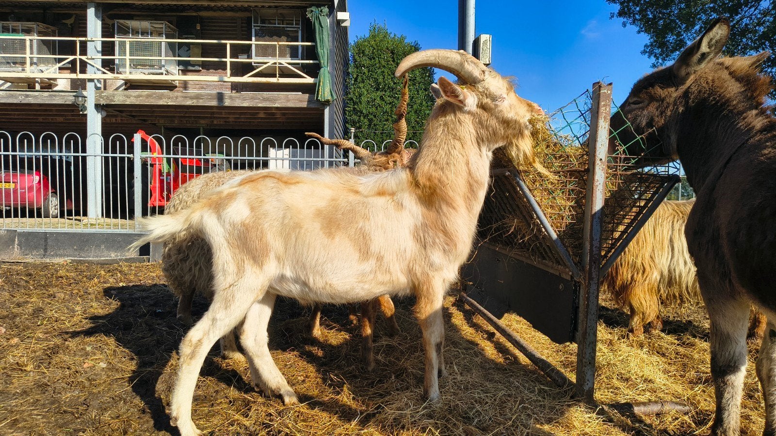 mooie bokken, Dieren en Toebehoren, Mannelijk, Geit, 0 tot 2 jaar