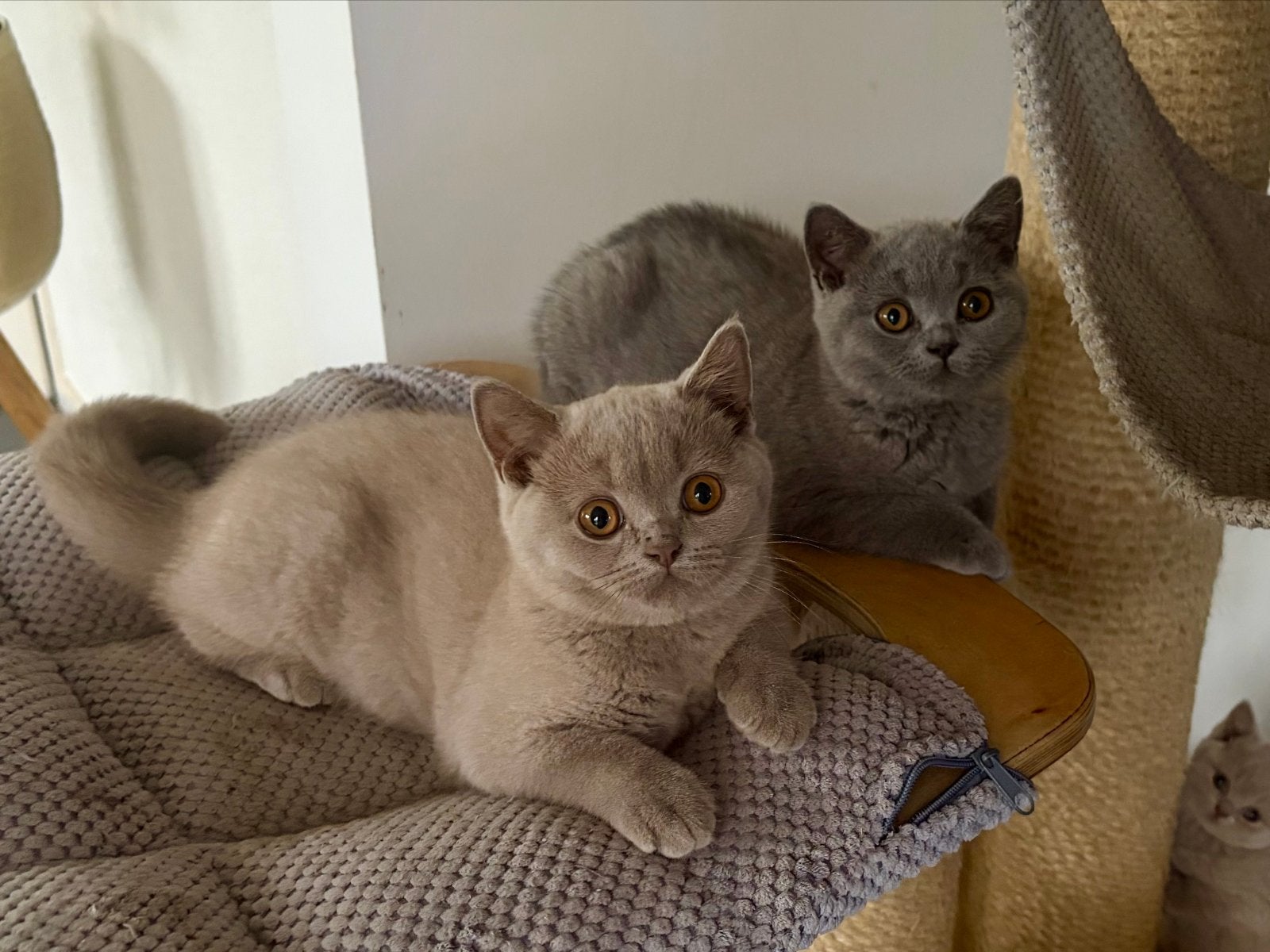 Brits korthaar kittens met stamboom, Dieren en Toebehoren, Meerdere dieren, Met stamboom, 0 tot 2 jaar