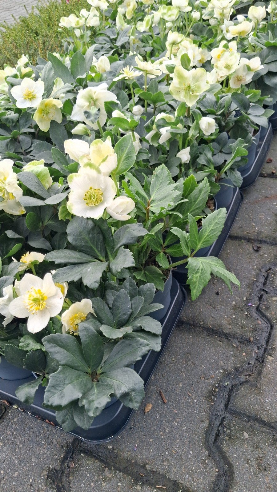 Kerstroos 'Christmas Carol' - Helleborus Niger, Overige soorten, Vaste plant, Ophalen of Verzenden, Halfschaduw