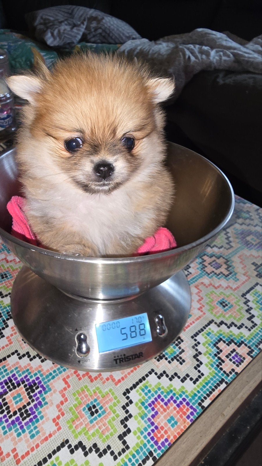 mooie Pomchi pups, CDV (hondenziekte), 8 tot 15 weken, Meerdere, Meerdere dieren