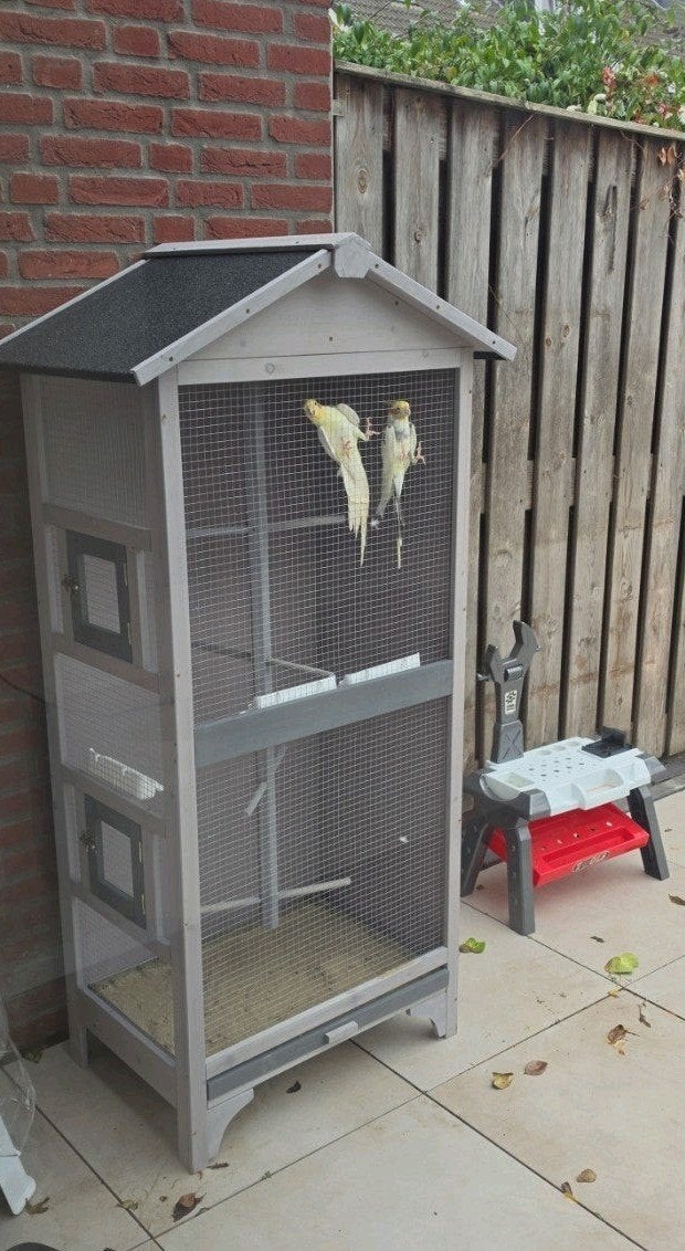 valksparkieten 2 stuks, Dieren en Toebehoren, Vogels | Parkieten en Papegaaien, Meerdere dieren, Parkiet