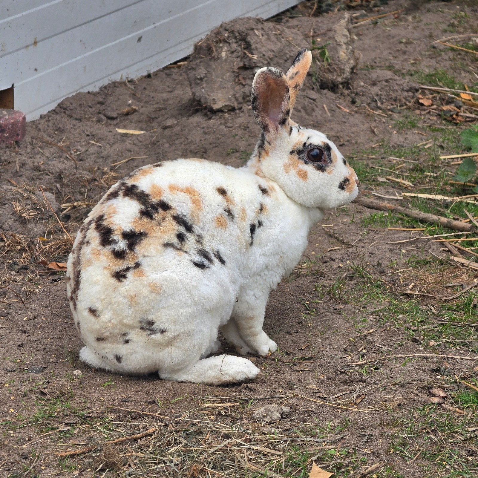 koppel dalmatiër voedsters, Dieren en Toebehoren, Konijnen, Vrouwelijk, Middelgroot, 0 tot 2 jaar
