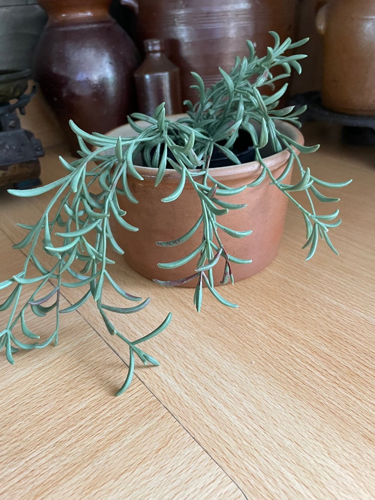 Mooi frans grès bakje met kunstplantje, Verzenden