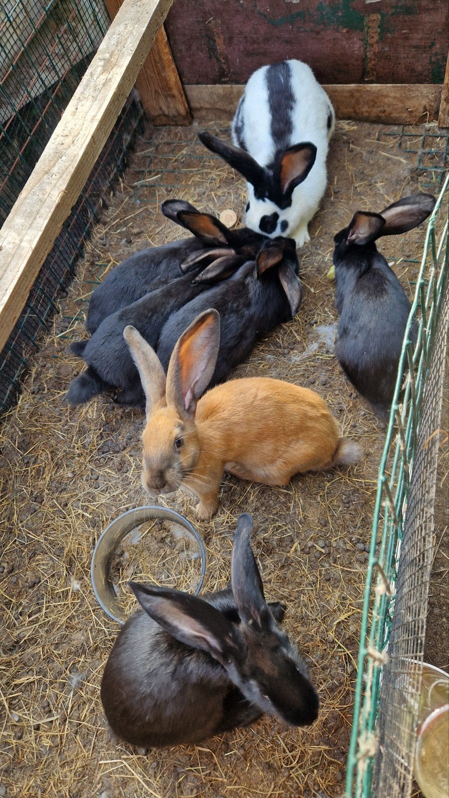 5 jonge Groot Lotharingers, Dieren en Toebehoren, Konijnen, Meerdere dieren, Groot