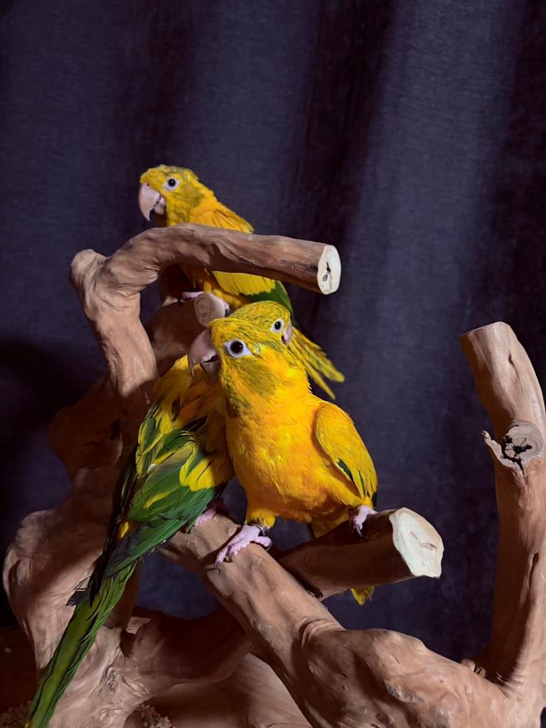 Handtamme jonge goudparkieten 2025 (guaruba guarouba), Meerdere dieren, Papegaai, Geringd