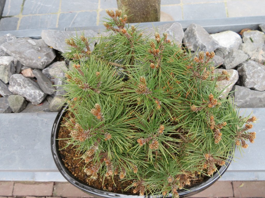 bon bonzai, Ophalen, Halfschaduw, In pot, Minder dan 100 cm