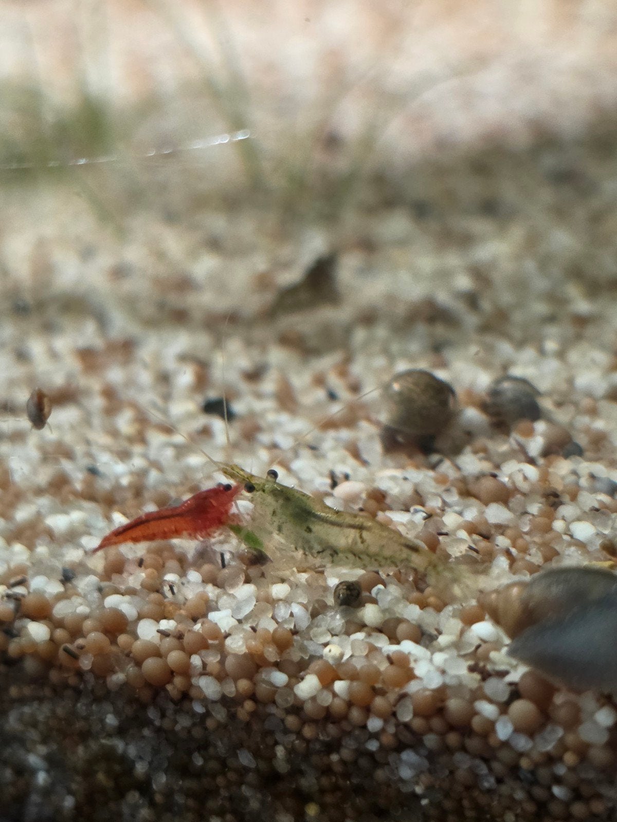 vuurgarnaal / Neocaridina, Kreeft, Krab of Garnaal