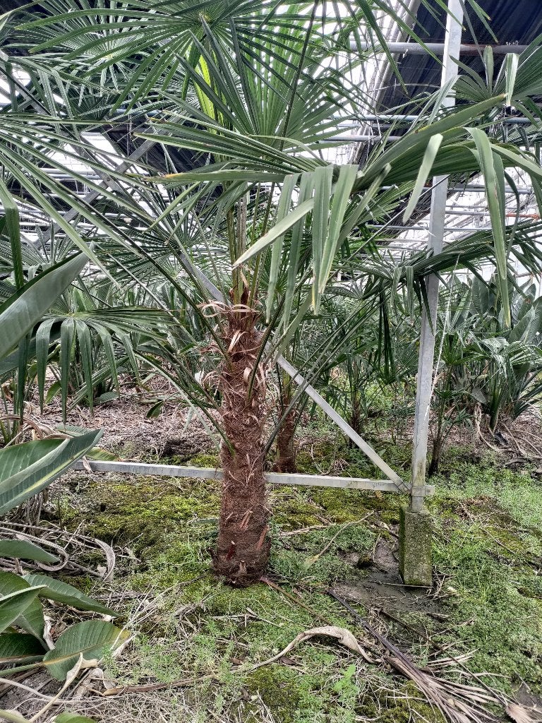 Grote winterharde palmboom Trachycarpus fortunei te koop, Tuin en Terras, Planten | Bomen, Bloeit niet, 250 tot 400 cm, Palmboom