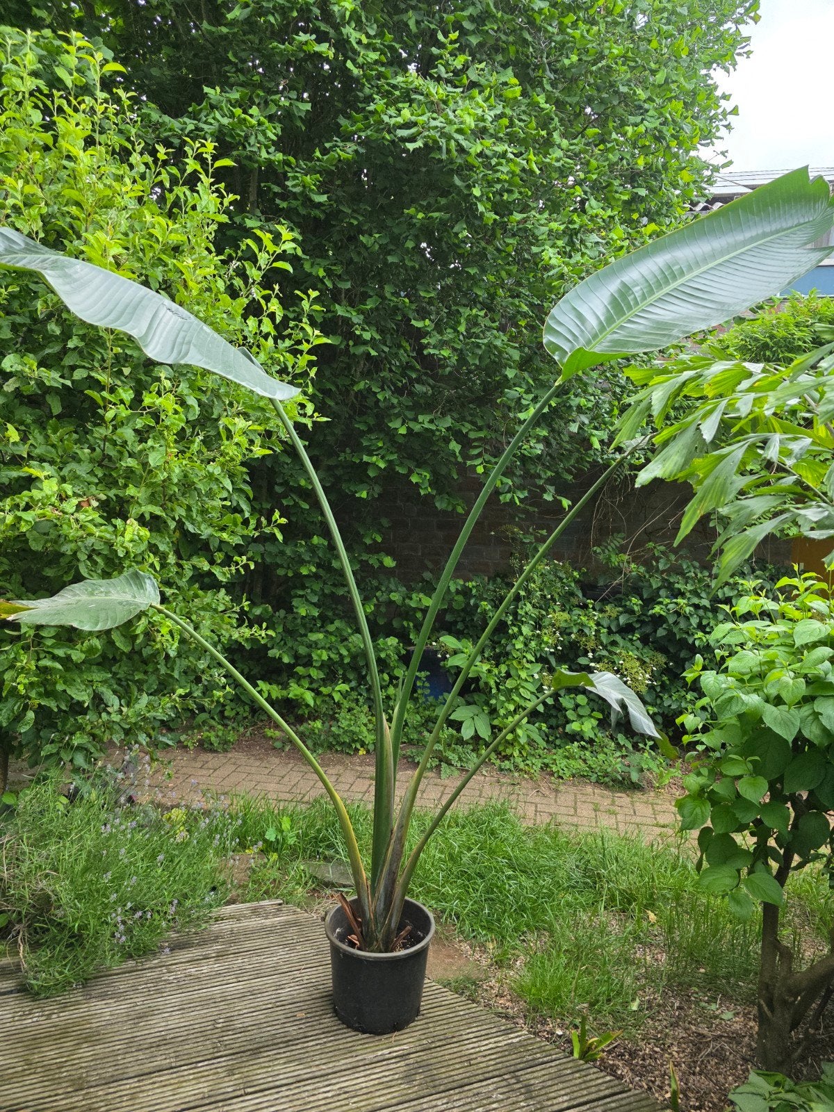 Strelitzia Nicolai variegata +2 meter, Ophalen, 200 cm of meer, Overige soorten, In pot