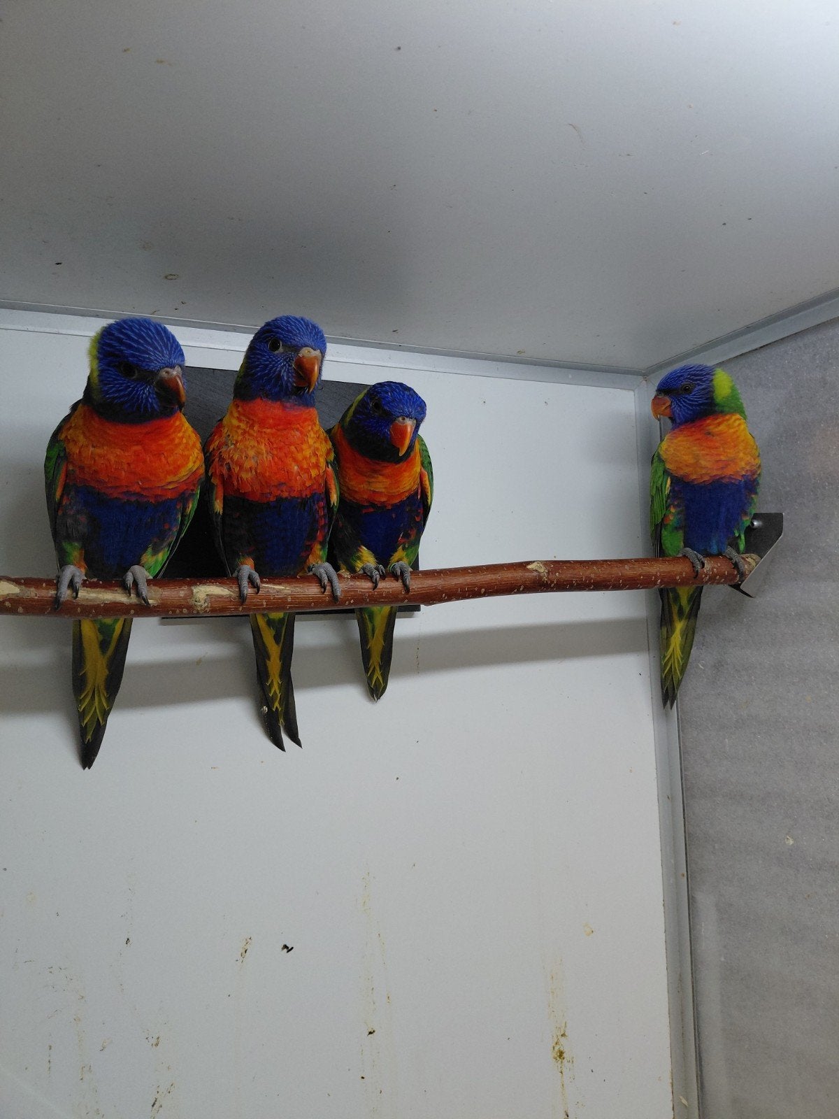lori van de blauwe bergen, Meerdere dieren, Papegaai, Geringd