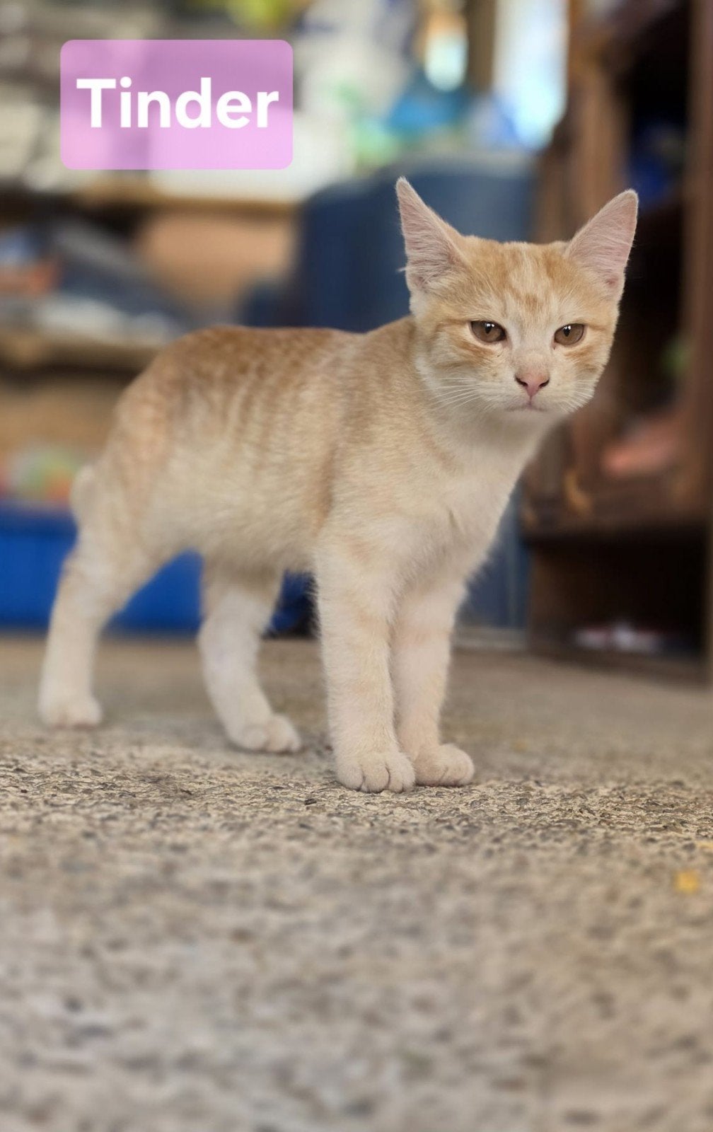 kittens Tinder, Badoo en Lexa zoeken hun match, Meerdere dieren, Kortharig, 0 tot 2 jaar