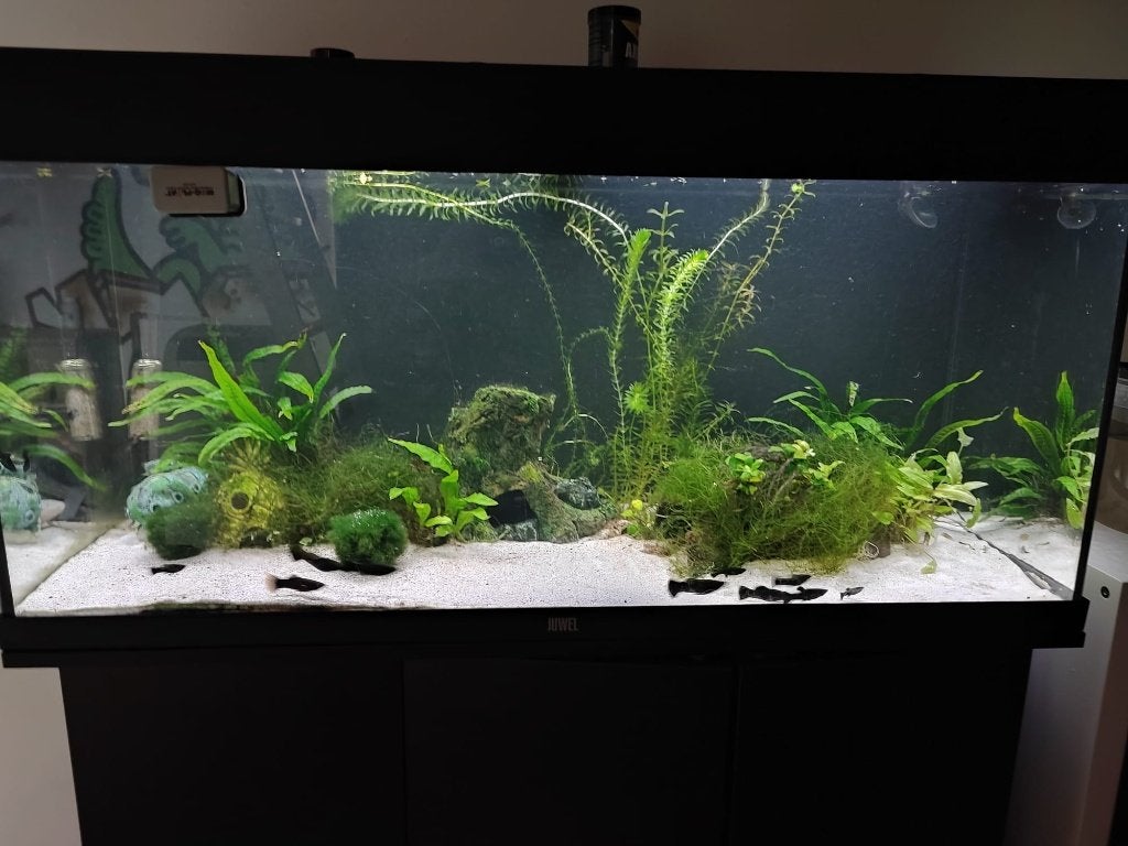 Compleet Juwel Aquarium 200L + Kast +  Veel Accessoires, Dieren en Toebehoren, Vissen | Aquaria en Toebehoren, Ophalen, Gebruikt