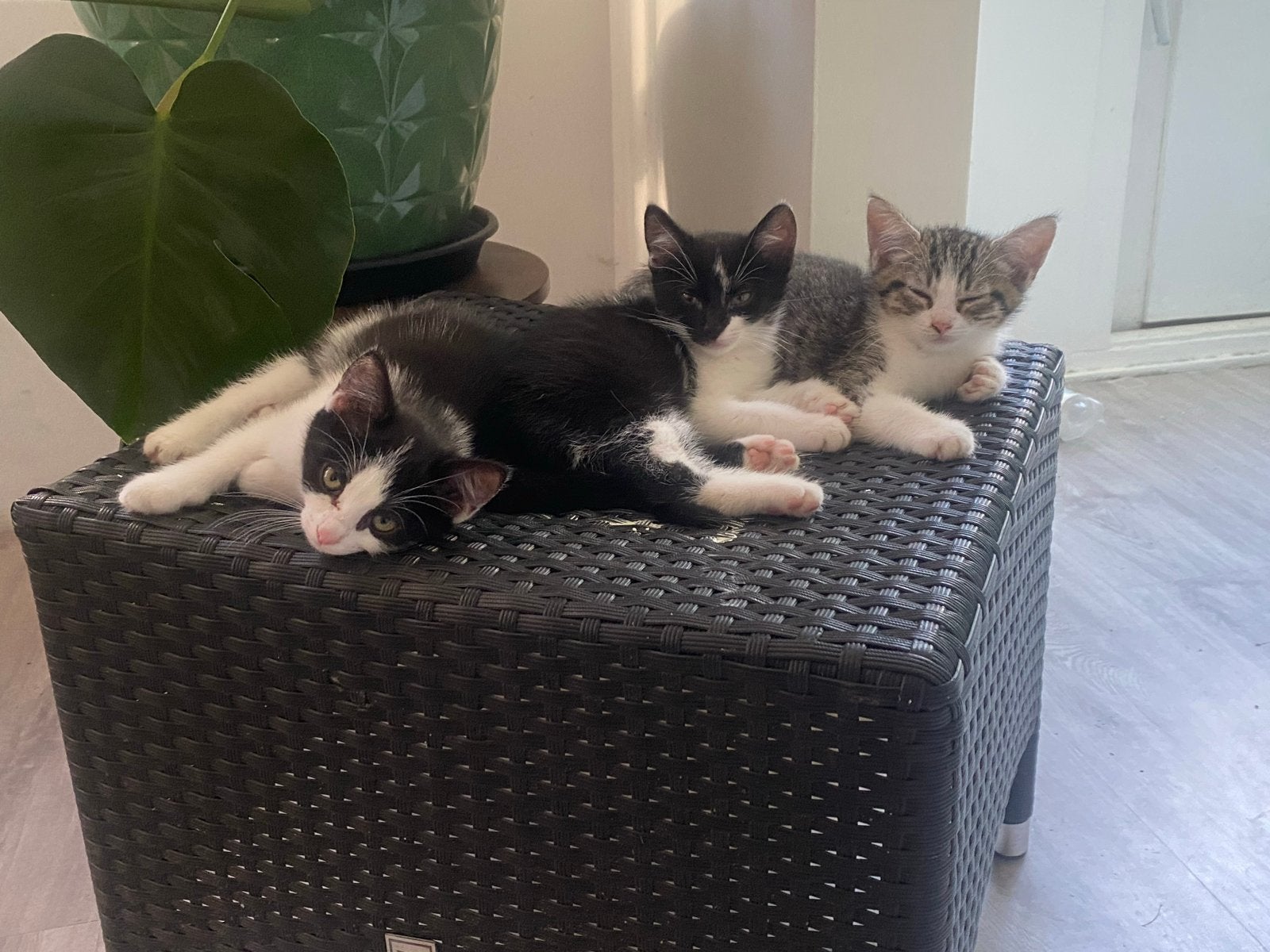 Kittens gratis, Dieren en Toebehoren, Katten en Kittens | Raskatten | Korthaar