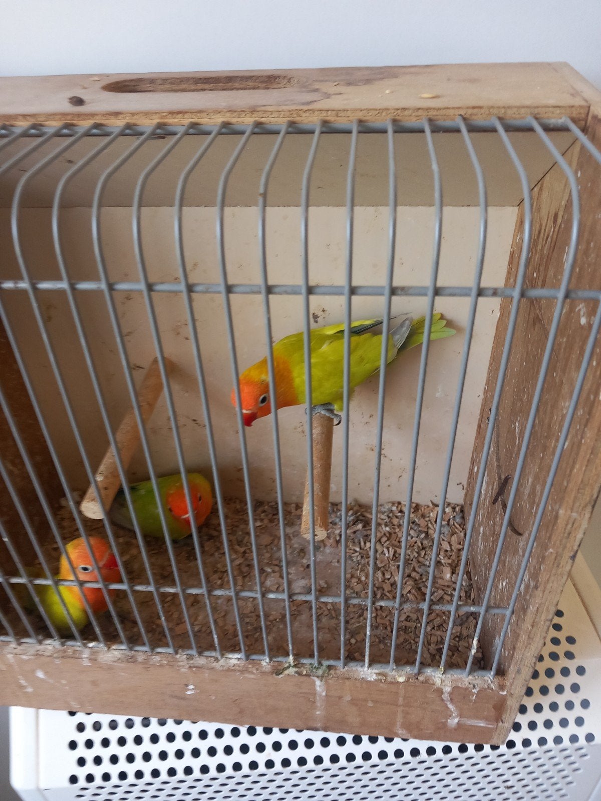agapornis, Dieren en Toebehoren, Vogels | Parkieten en Papegaaien, Mannelijk, Dwergpapegaai of Agapornis, Geringd