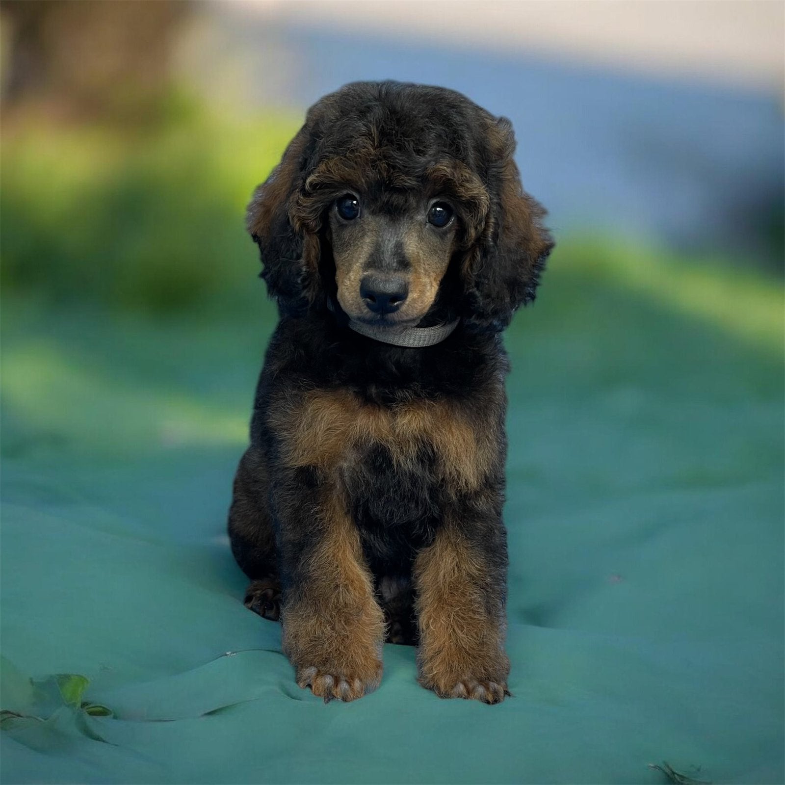 Prachtige Dwergpoedel pups beschikbaar, Dieren en Toebehoren, Poedel, Parvo, 8 tot 15 weken, Meerdere