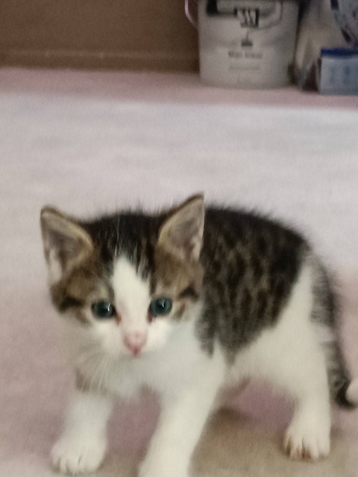 katertje, Kater