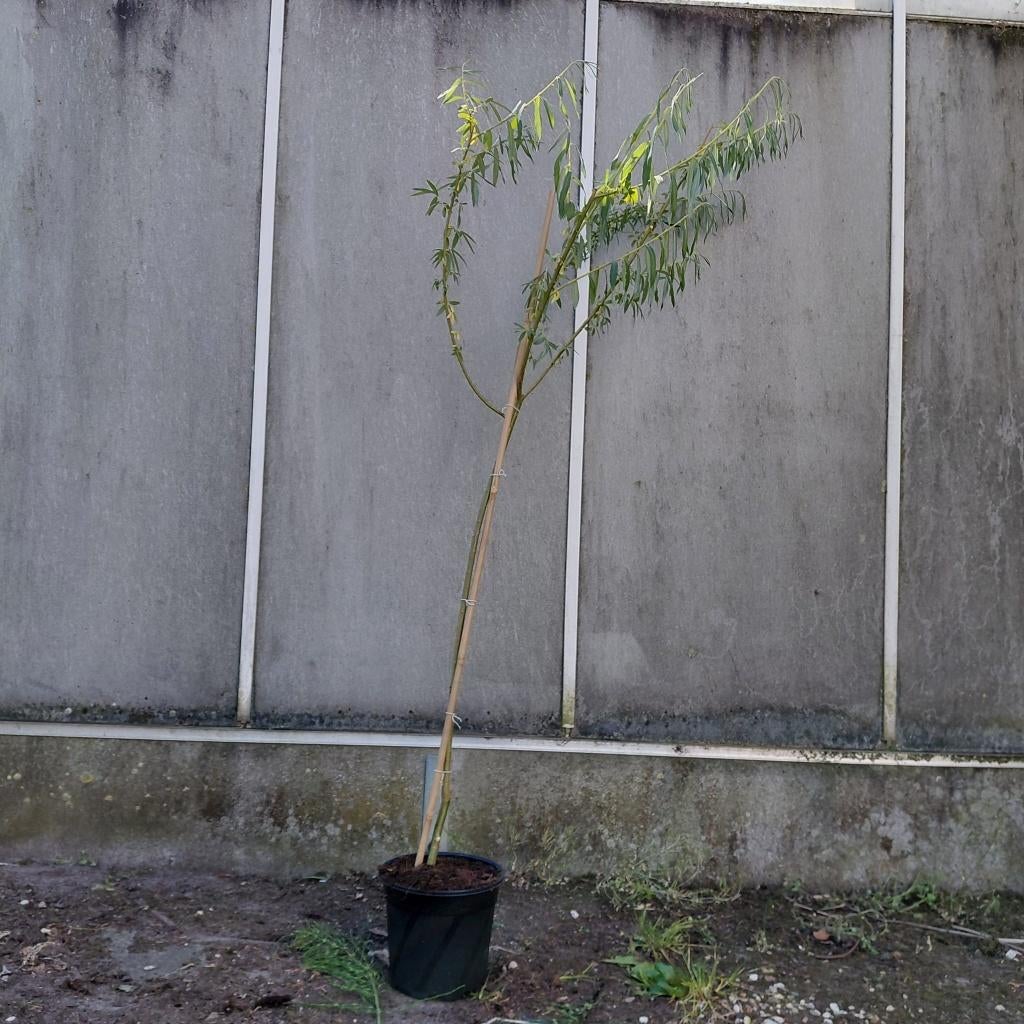 wilg (Salix alba), Tuin en Terras, Planten | Bomen, Bloeit niet, Overige soorten, 100 tot 250 cm, Ophalen