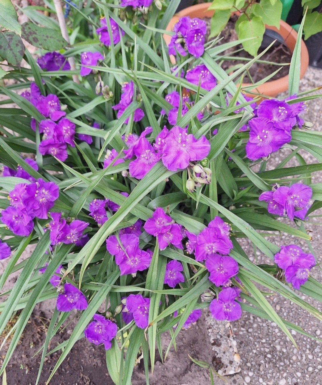 Tradescantia - Eeuwigdurende bloeier voor elke tuin!, Tuin en Terras, Ophalen